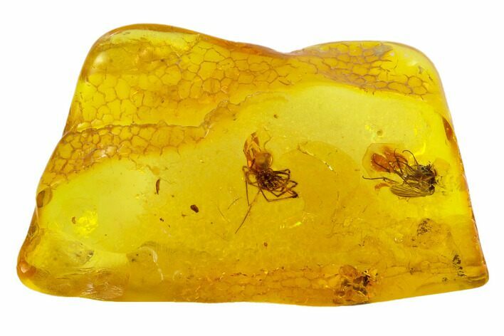 Detailed Fossil Fly, Mites & Spider In Baltic Amber #120698